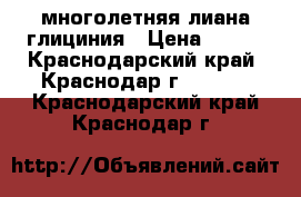 многолетняя лиана глициния › Цена ­ 300 - Краснодарский край, Краснодар г.  »    . Краснодарский край,Краснодар г.